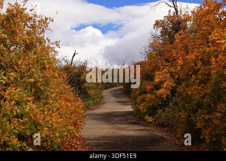A paved path winds between dense autumn shrubs and orange leaves in Mesa Verde National Park, Colorado, United States, beneath high bright clouds. Stock Photo