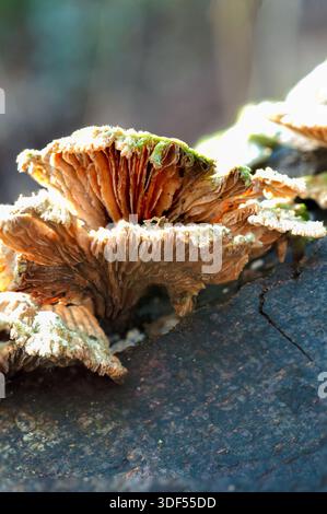 A cluster of delicate, fan-shaped mushrooms with ruffled edges grows on a dark, textured log, illuminated by soft light. Stock Photo
