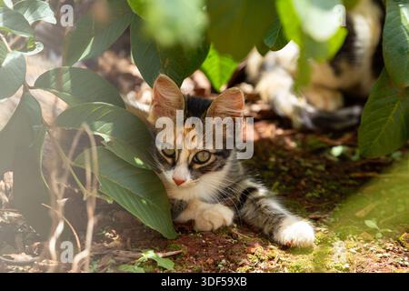 GOIANIA GOIAS BRAZIL - JANUARY 4 2026:  A beautiful, very fluffy, alert, tricolor kitten lying on the ground in the middle of the bushes. Stock Photo