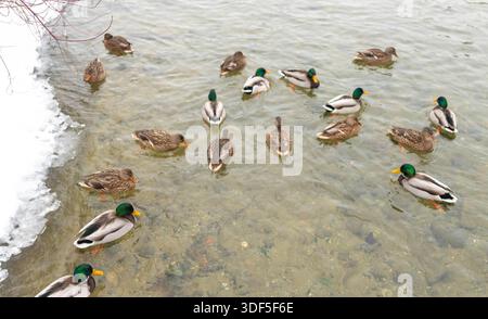 The photograph captures a serene scene of numerous ducks floating peacefully on a calm body of water. The overcast sky casts a soft light, illuminatin Stock Photo