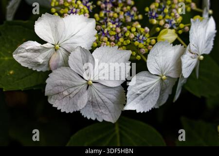Hydrangea White Wave: A tall Hydrangea with large flat flower heads that have a halo of white florets surrounding a centre of smaller florets. Stock Photo