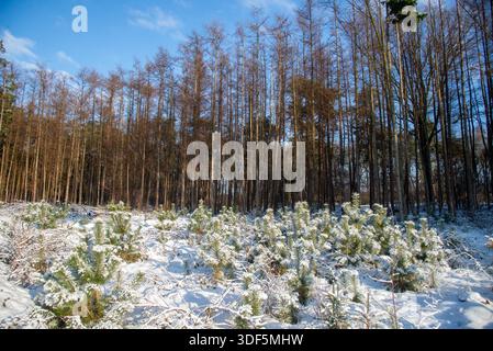 pinetree sprouts covered with snow in pine tree forest in winter, Holland Stock Photo