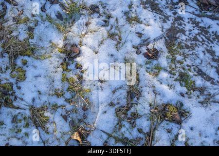 Patchy Snow on Grass with Leaves and Moss - Early Winter Ground Texture Background. Stock Photo