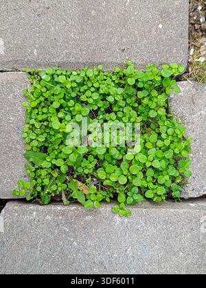 Top-down view of fresh green plants growing between concrete paving stones, symbolizing resilience of nature in urban spaces, with natural texture, pa Stock Photo