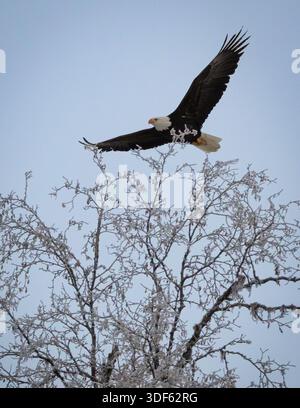 A bald eagle soars effortlessly above frost-covered branches, its wide wings stretched against a pale winter sky. Stock Photo