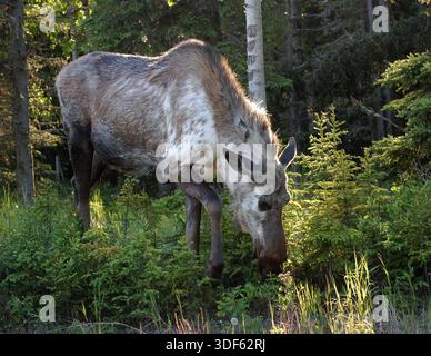 a rare Piebald moose foraging in a lush, green forest Stock Photo