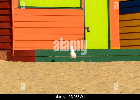 A white seagull stands on a sandy beach, contrasting with the vivid colors of orange and lime green wooden beach boxes. Stock Photo