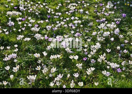 Carpet of white and purple crocus flowers naturalised in grass. Crocuses growing / flowering in late winter to early spring. UK Stock Photo