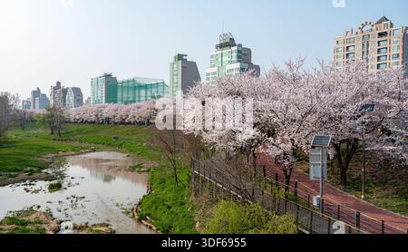 Cherry blossoms in full bloom at Olympic Park, Seoul, South Korea in spring Stock Photo