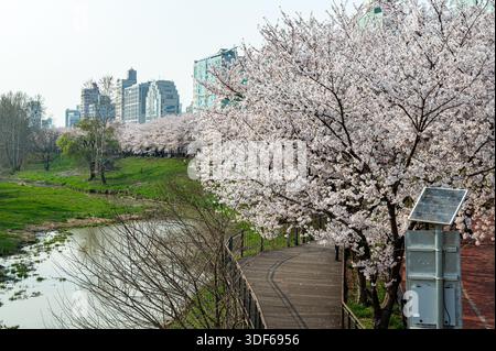 Cherry blossoms in full bloom at Olympic Park, Seoul, South Korea in spring Stock Photo