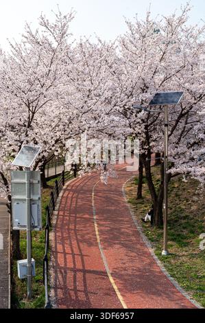 Cherry blossoms in full bloom at Olympic Park, Seoul, South Korea in spring Stock Photo