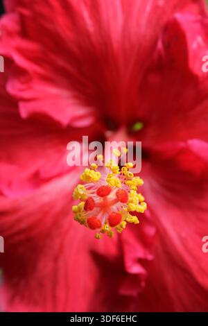 Close up of a red hibiscus flower with yellow stamen and pistil on a plant in a tropical garden Stock Photo