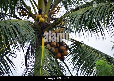 Coconut tree. Coconuts are abundant on the tree. Fresh coconuts in the garden are ready to be harvested. Stock Photo