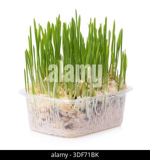 Sprouted oats in a clear plastic container, isolated on a white background, design element Stock Photo