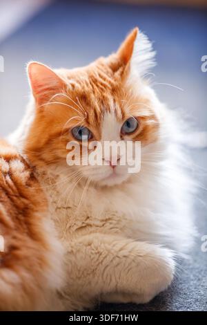 A beautiful vertical portrait of Odin Newman the cat, lying down and looking slightly off-camera with his signature blue eyes against a cool blue-tone Stock Photo