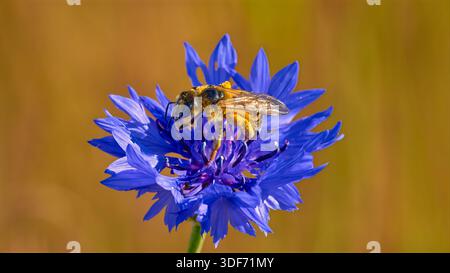 Wild bee on blue cornflower against gold reflective background, close up Stock Photo