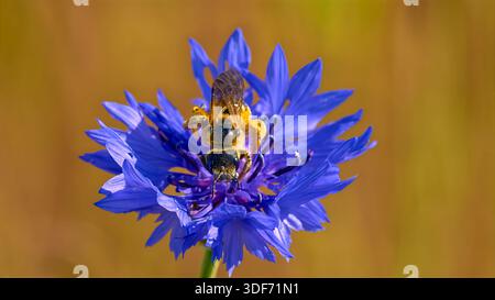 Wild bee on blue cornflower against gold reflective background, close up Stock Photo