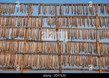 Landscape view of fish drying on bamboo rack against blue sky, Nazirartek fishing village, Cox's Bazar, Bangladesh Stock Photo