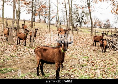 Herd of alpine goats grazing in woodland pasture during autumn winter season, rustic farming and sustainable agriculture concept Stock Photo