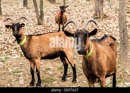 Herd of alpine goats grazing in woodland pasture during autumn winter season, rustic farming and sustainable agriculture concept Stock Photo