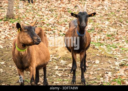 Herd of alpine goats grazing in woodland pasture during autumn winter season, rustic farming and sustainable agriculture concept Stock Photo