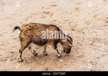 A brown and black domestic goat with horns walking and sniffing the sandy ground in an outdoor farm pen during the day. Stock Photo