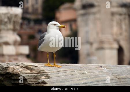Seagull on old stone column at ancient ruins of Roman forum, with blurred background, Rome, Italy Stock Photo