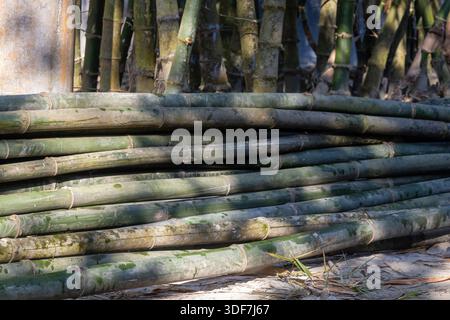 A large pile of freshly cut green bamboo poles. High-quality natural timber widely used for building construction scaffolding, roofing, agricultural p Stock Photo