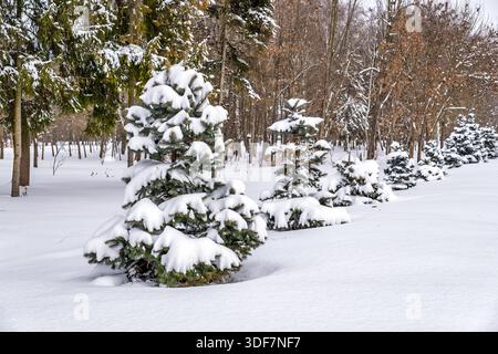A row of small young spruce trees heavily covered with fresh white snow in a beautiful winter park landscape during a cold and frosty day Stock Photo