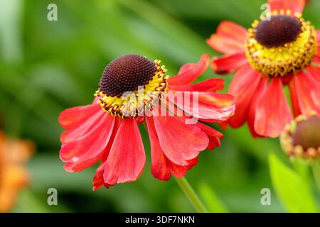 Helenium Meranti, sneezeweed vibrant red daisy like flowers with from midsummer into autumn, attractive to pollinators Stock Photo