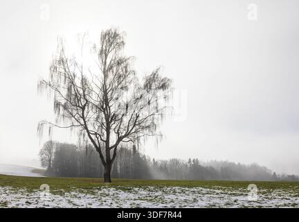 Large willow tree with drooping branches on snow-covered meadow in fog, Mondseeland, Salzkammergut, Upper Austria, Austria Stock Photo