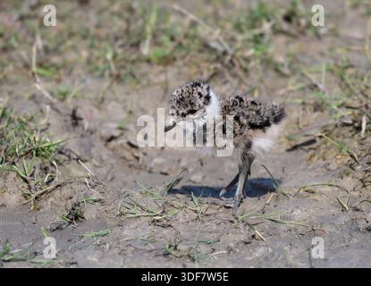 Northern lapwing Vanellus vanellus, day old chick standing at edge of muddy pool. Stock Photo