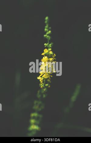 Stalk with yellow tiny flowers on dark blurred background Stock Photo