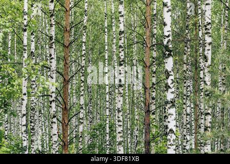Two pine trees in birch grove. Background Stock Photo