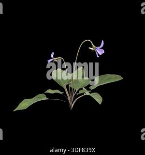 Viola inconspicua bush plants 3d illustration on black background Stock Photo