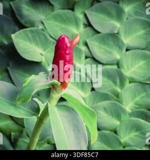 Beautiful Zingiber zerumbet or Shampoo Ginger flower growing in tropical garden. Nature and floral background Stock Photo