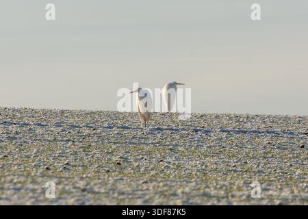 Great white Egrets standing on a frozen field near Grube Fernie, Linden, Hessia, Germany Stock Photo