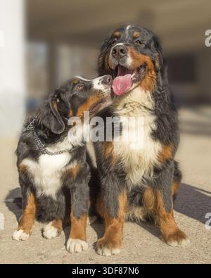 Two cute bernese mountain dogs sitting Stock Photo