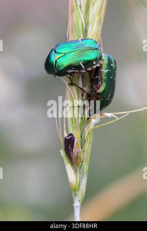 Beetles of rose chafer or the green rose chafer, Cetonia aurata eating Ergot, ergot fungi growing on a rye ear. Stock Photo