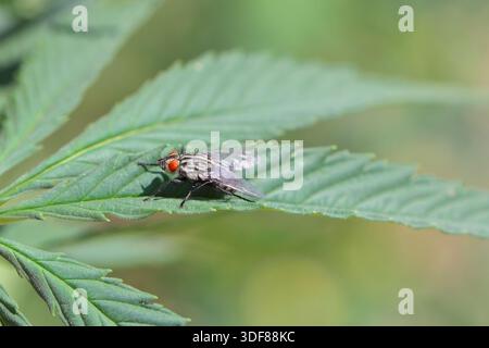 A large fly with red eyes resting on a cannabis leaf. Stock Photo