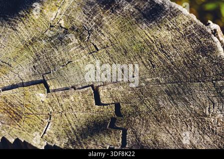 Background of old cracked stump in forest Stock Photo