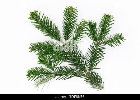 fir branch isolated on white background Stock Photo