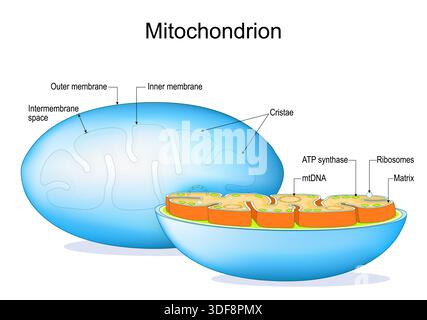 Mitochondrion anatomy. Cross section of Mitochondria. Vector illustration. Medical diagram Stock Vector