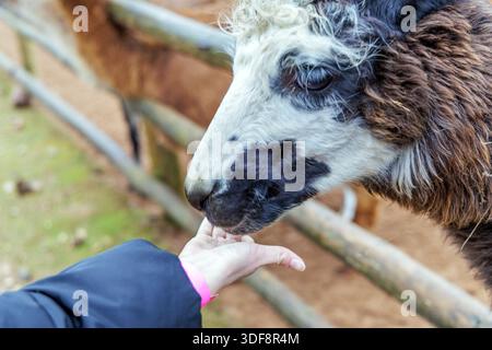 Human hand offering food to a curious black and white spotted llama over a wooden fence at a rural petting zoo. Stock Photo