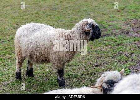 A fluffy Valais Blacknose sheep with spiral horns standing in a green grassy field on a rural farm. Stock Photo