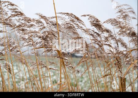 tall dried reeds in winter marsh, frosted seed tips catching light, slender stalks swaying in cold wind, muted beige tones, shallow snow patches on di Stock Photo