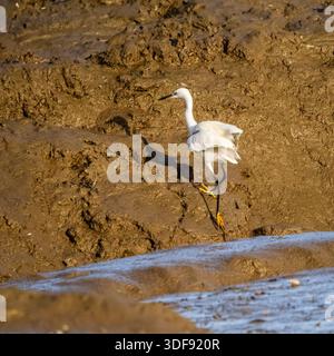 UK Little egret, Egretta garzetta, walking over estuarine mudflats at Ernesettle Creek, Plymouth, Devon, UK in winter Stock Photo