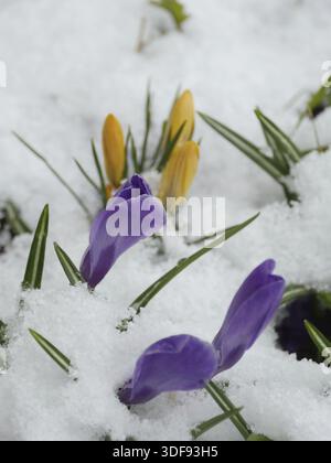 Crocus first spring flowers under white snow Stock Photo