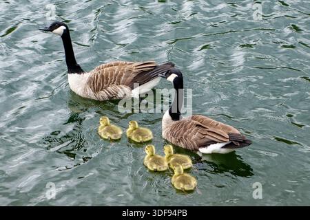 2 Canada Geese (Branta canadensis) with 5 goslings, England, UK Stock Photo