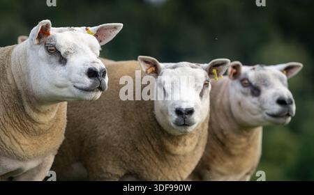 Texel rams ready for autumn breeding sales, Langholm, Scotland, UK. Stock Photo